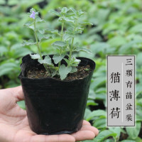 猫薄荷草盆栽猫零食去提神食用毛球化毛驱蚊猫草用品冷饮烧烤|原始育苗杯2盆收到需换盆 带盆栽好