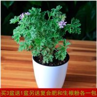 驱蚊草防蚊草卧室盆栽防蚊虫避蚊子植物室内客厅绿植薄荷