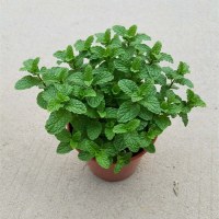 天竺葵防虫避蚊植物庭院驱蚊草盆栽苗室内驱虫薄荷苗盆栽香叶|薄荷 不含盆