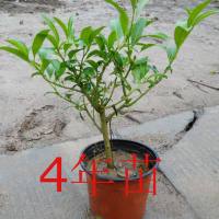 天竺葵防虫避蚊植物庭院驱蚊草盆栽苗室内驱虫薄荷苗盆栽香叶|夜来香4年苗 不含盆