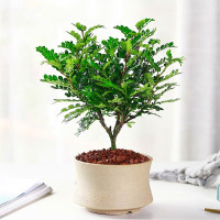 天竺葵防虫避蚊植物庭院驱蚊草盆栽苗室内驱虫薄荷苗盆栽香叶|清香木 不含盆