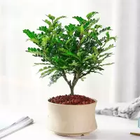 天竺葵防虫避蚊植物庭院驱蚊草盆栽苗室内驱虫薄荷苗盆栽香叶|清香木 不含盆