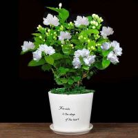 室内驱蚊开花不断桌面浓香好养四季绿植防蚊草盆栽花卉植物茉莉花