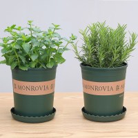 百里香盆栽花卉阳台绿植香料食用植物驱蚊薄荷迷迭香驱蚊草可|薄荷+迷迭香(0.5加仑盆) 带盆栽好