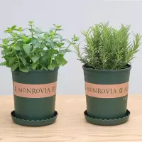 百里香盆栽花卉阳台绿植香料食用植物驱蚊薄荷迷迭香驱蚊草可|薄荷+迷迭香(0.5加仑盆) 带盆栽好