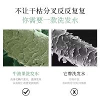 500 牛油果丝滑柔顺洗发水温和清洁清爽控油补水滋润洗发露