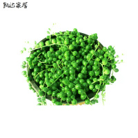 [情人泪含盆栽好]佛珠吊兰盆栽垂吊植物珍珠吊兰室内情人泪多肉植物紫玄月植物生活日用园艺用品花卉绿植盆栽 精选特买