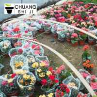 半个许仙盆花真花长寿花苗花盆栽重瓣花苗带花 四季花卉植物净化空气吸甲醛 宫灯长寿花(新品) 不含盆