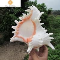 半个许仙天然大海螺贝壳家千手螺家居摆件鱼缸造景水族箱装饰大贝壳海螺壳 22CM左右
