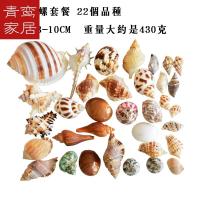半个许仙海螺贝壳珊瑚套餐鱼缸地台婚庆地中海拍摄道具装饰直销 海螺套餐