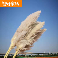 半个许仙2020网红芦苇干花装饰插花摆件花束客厅摆设婚庆拍摄道具大穗蒲苇 原色大蒲苇芦苇高1.3米10支