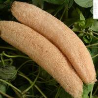 个丝瓜络洗碗农家天然丝瓜瓤洗碗刷锅下奶洗澡搓澡巾搓背沐浴擦新