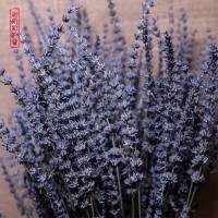 伊犁薰衣干花束 新疆天然永生干花真花客厅家居花瓶摆设 太空蓝〈500克〉约800枝