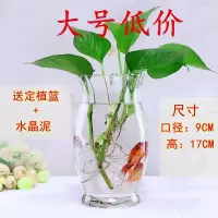 透明大号绿萝水培植物玻璃花瓶花盆养花玻璃瓶恐龙蛋创意水养器皿 2个恐龙蛋20cm+定植篮+水晶泥