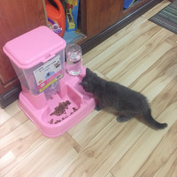 粉红色自动喂食喂水一体 自动落食补水|猫咪用品猫碗双碗自动饮水狗碗自动喂食器宠物用品猫盆食盆猫食盆