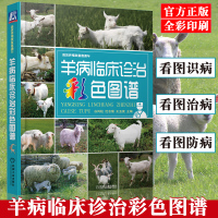 羊病临床诊治彩色图谱 实用羊病防治新技术手册 疾病防治诊断治疗 常见疾病防疫检疫 高效养羊 养羊技术大全书籍 羊病临床诊