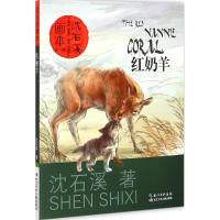 红奶羊 沈石溪 起点插画 绘 儿童小学生读物课外阅读故事书籍 新华正版图书书城书店 长江少年儿童出版[新华书店正版书