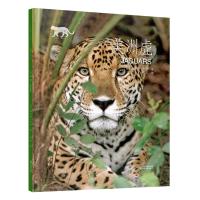 [新华书店旗舰店]美洲虎 动物小百科 梅利莎吉什美国国家地理小学生青少年版课外科普读物 浙江文艺出版社9787533