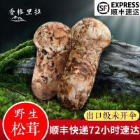香格里拉 新鲜松茸野生500g装 营养菌菇蘑菇 云南特产