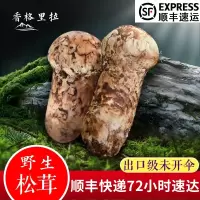 香格里拉 新鲜松茸野生500g装 营养菌菇蘑菇 云南特产