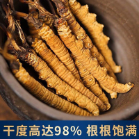香格里拉 高海拔雪山 野生冬虫夏草 3根/克
