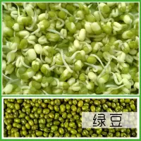 生豆芽罐盆家用发豆芽机种植桶芽苗菜育苗盘麦饭石绿豆黄豆全自动|【豆芽罐专用】绿豆两斤