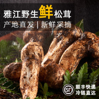 松茸之乡-新鲜雅江松茸食用菌四川特产天然产地直发营养菌菇蘑菇300g 5-7cm