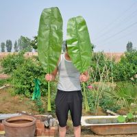 仿真芭蕉叶绿树叶滴水观音叶拍摄用大绿叶香蕉叶舞蹈演出道具用品|长杆芭蕉叶72*26cm