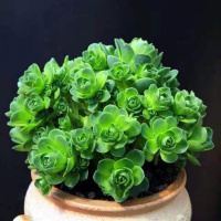 山地玫瑰多肉办公室盆栽防辐射爆仔群生多肉植物净化空气新手植物