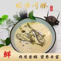 老戚浦河鲀鱼食用即食奶汤河鲀已处理1650g现杀无毒河鲀鱼