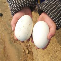 [12枚受精鹅蛋]鹅蛋受精蛋种蛋可孵化农家散养新鲜大个土鹅蛋当天放养白鹅蛋