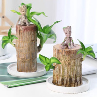 巴西木 幸运木 植物小盆栽办公室格鲁特树桩水培绿植