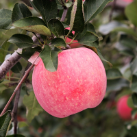 怡香宝红富士苹果