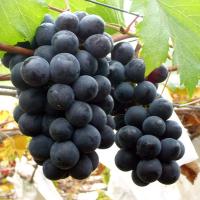 巨峰葡萄1000g(外加盟)