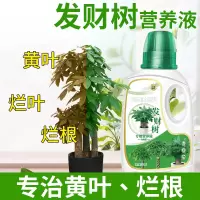 [补贴10%]发财树营养液肥料专用肥治叶子发黄掉叶烂根室内盆栽植物花肥通用