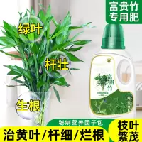 [补贴10%]富贵竹专用营养液治叶子发黄转运竹节节高文昌竹水竹水培植物生根