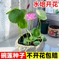 [补贴10%]水培碗莲种籽子四季睡莲荷花水养植物种藕缸养盆栽铜钱草草籽种孑