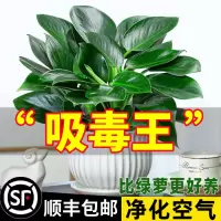[补贴10%]金钻盆栽植物铂金钻绿萝箩水培大叶绿植多肉办公室内懒人好养花卉