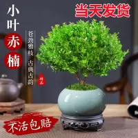 [补贴10%]小叶赤楠老桩盆栽盆景迷你植物室内花卉办公室桌面小绿植好养四季