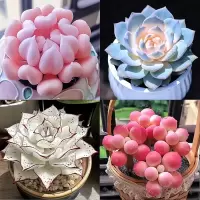 [补贴10%]新款多肉植物盆栽组合侧影纯爱红蜻蜓新手好养耐寒办公肉肉防辐射