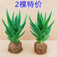 [补贴10%]芦荟盆栽室内除甲醛净化空气绿植物办公桌多肉四季好养花卉仙人掌