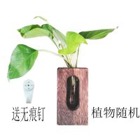 壁挂小号 不含植物|[创意木架水培花瓶]绿萝玻璃容器办公室内桌面绿植现代摆件装饰