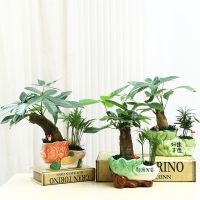 发财树盆栽室内花卉小盆景办公室绿色植物客厅招财金钱树盆栽绿植