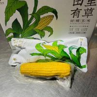 公主岭馆自古有德田里有草甜糯玉米2千克开袋即食新鲜免煮甜玉米真空装