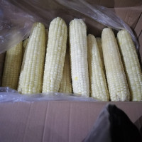 速冻A级糯玉米40根/箱