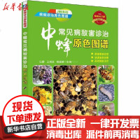 [新华书店]正版 中蜂常见病敌害诊治原色图谱任勤王瑞生姬聪慧机械工业出版社9787111659150 书籍