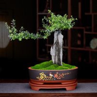 苏宁放心购宜兴紫砂兰椭圆长形花盆假山造景盆室内阳台室内带底座透气盆