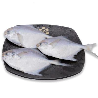 鲳鱼银鲳鱼白鲳鱼海鲜水产鲜活冷冻日照特产