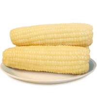 金沃瑞丰白玉米