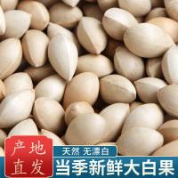 2021新鲜白果带壳银杏果邳州特产生白果子野生一级大银杏果仁批发